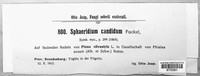 Sphaeridium candidulum image
